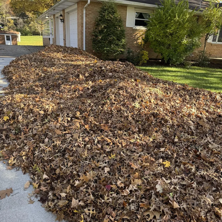 Leaf cleanup before the vac trailer