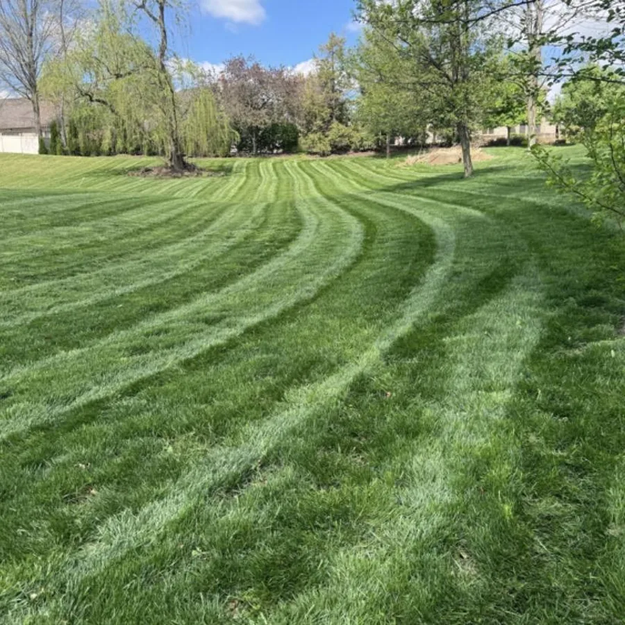 Spring stripes on a wooded lot
