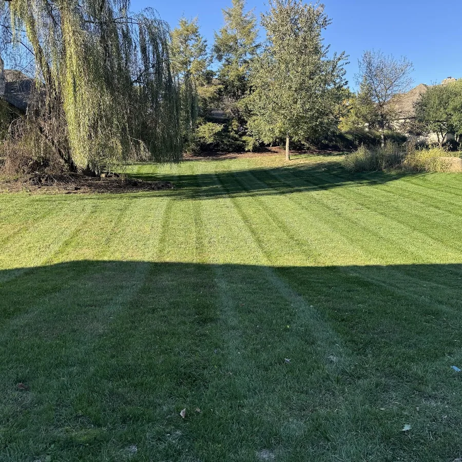Fall mow around a mature willow